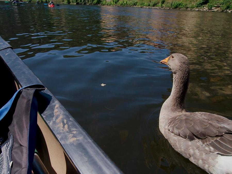 ep-3_-canoe-dordogne20120624_159.jpg